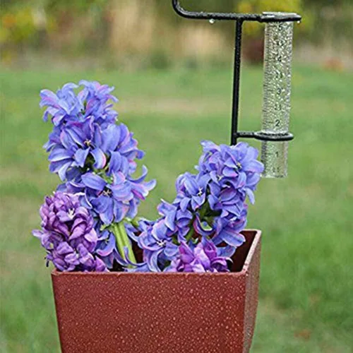Vista 3 de GLOGLOW 2 medidores de lluvia para exteriores, tubo de repuesto de vidrio de lluvia de 5 pulgadas de capacidad para patio, jardín, exterior, césped