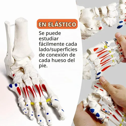Vista 2 de Modelo de esqueleto de pie en elástico, con muñón de tibia-peroné elástico