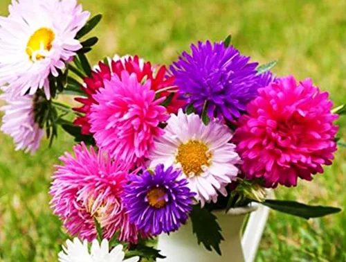 Vista 5 de Más de 200 semillas de flores de Aster Arco iris Flor Jardín Hogar Fragante Marip