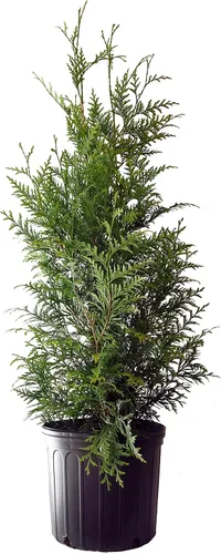 Vista 5 de Planta viva de Green Promise Farms - Thuja occidentalis, Fire Chief Globe Arborvitae #2 Contenedor de tamaño de galón Evergreen