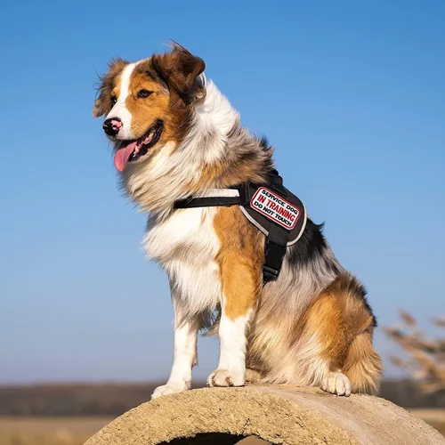 Vista 6 de AXEN 10 parches tácticos de moral para arnés de chaleco de perro, parches de gancho y lazo para perro de servicio bordado completo para chaleco
