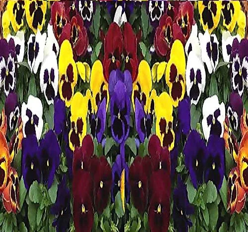 Vista 16 de Big Pack - Semillas de cohete de Dama (40,000 semillas) - Hesperis matronalis aka Queen's Gilliflower - Semillas de flores comestibles