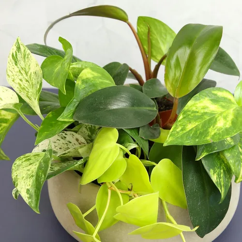 Vista 8 de Plants for Pets - Abundantes Pothos y Filodendro (paquete de 6), planta viva de Pothos para decoración, plantas de oficina, plantas reales, planta