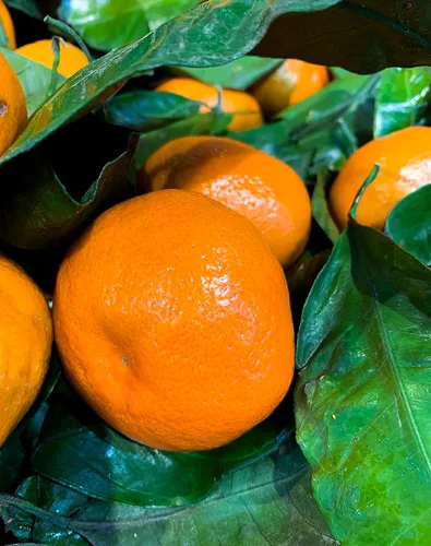 Vista 4 de Mandarina fresca Satsuma de California (2.5)