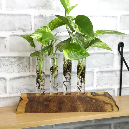Vista 7 de Plants for Pets - Abundantes Pothos y Filodendro (paquete de 6), planta viva de Pothos para decoración, plantas de oficina, plantas reales, planta