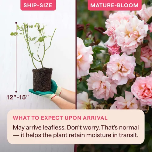 Vista 2 de Rosas trepadoras tradicionales, planta de raíz propia viva para jardín al aire libre, Compassion®, excepcionalmente fragantes, zonas de rusticidad