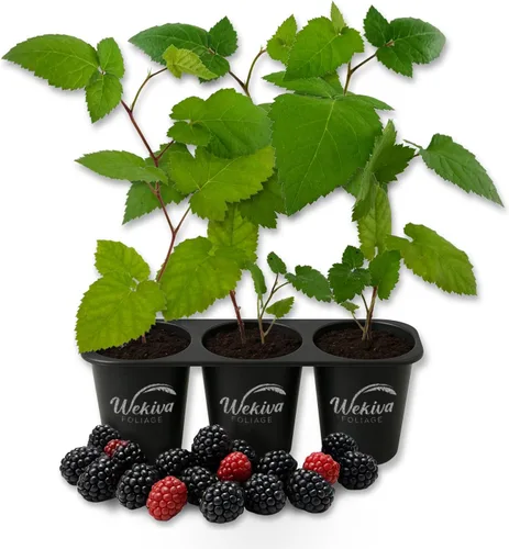 Vista 8 de Apache BlackBerry Plant - 3 plantas de arranque vivo - Rubus - Arbusto comestible con frutos para patio y jardín