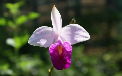 Vista 3 de Planta de orquídea tropical hawaiana de bambú, 2 bulbos enraizados (paquete de 5) Grow Hawaii