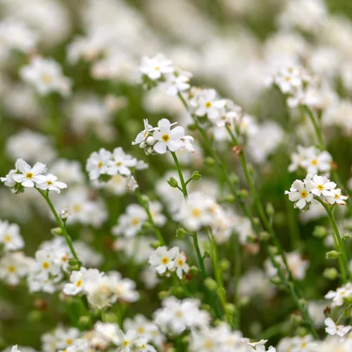 Vista 7 de Outsidepride White Forget Me Not Seeds - 5000 semillas de flores perennes de bajo crecimiento, auto-siembra para plantar flores blancas densas