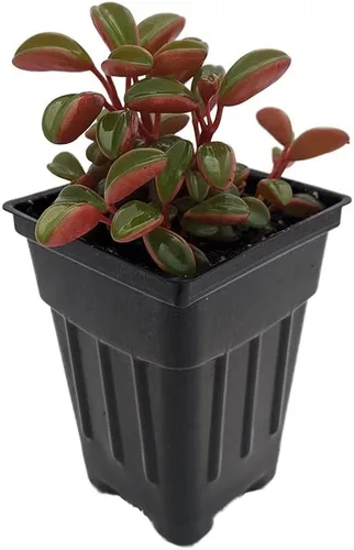 Vista 3 de Ruby Glow Peperomia Plant - Peperomia graveolens - Maceta de 2.5 pulgadas - Fácil de cultivar!