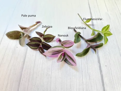 Vista 2 de Sin esquejes de plantas de raíz de USKC (5 tipos diferentes de esquejes de hojas de judío errante #C)
