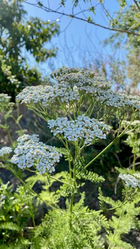 Vista 4 de Plant Good Seed Semillas orgánicas de milenrama blanca – Paquete de 150, semillas de reliquia para plantar hierbas, flores, suministros