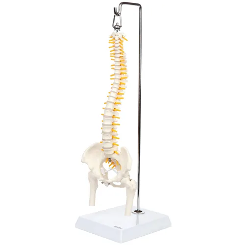 Vista 9 de Axis Scientific mini modelo de anatomía de columna vertebral, incluye nervios y viene con soporte resistente. Nervios espinales, cabezas de fémur