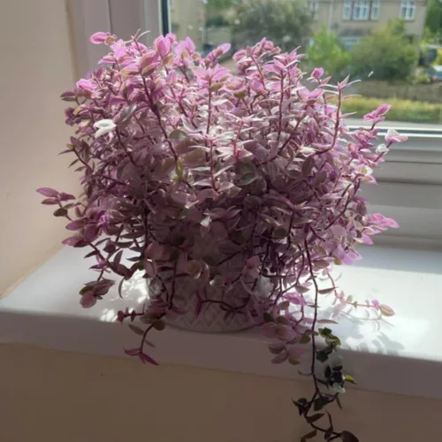 Vista 6 de Pink Callisia Repens Plant Live, maceta de 4 pulgadas