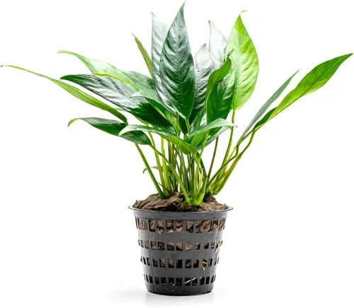 Vista 11 de SubstrateSource Plantas vivas – Anubias Hastifolia (Anubias hastifolia) – Luz baja a moderada, hojas en forma de flecha de color verde medio a