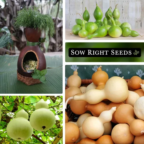 Vista 4 de Sow Right Seeds - Semilla de calabaza en botella para plantar - Paquete de reliquia sin OMG con instrucciones para plantar y cultivar un huerto