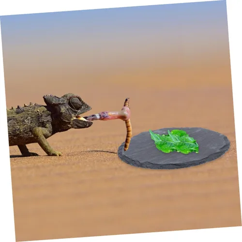 Vista 7 de Ipetboom 2pcs Cuenco de pulido de uñas Reptil Basking Plataforma Tortuga Plato de comida Colorfast Multifuncional