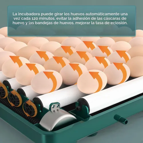 Vista 4 de Incubadora automática de huevos de 12 a 38 huevos digital con giro automático de huevos, control de temperatura y humedad, iluminación LED eficiente