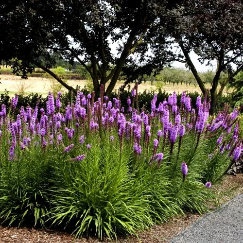 Vista 6 de Blazing Star Flower Gayfeather Liatris Spicata 50+ semillas para plantar