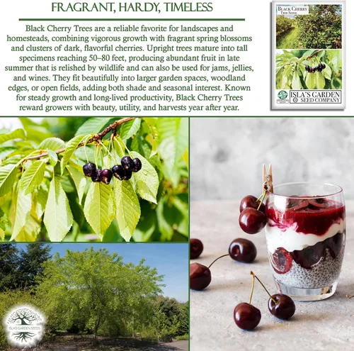 Vista 5 de Semillas de cerezo negro (Prunus serotina, cereza negra silvestre) – Más de 25 semillas sin OMG y reliquia, flores fragantes y frutas comestibles