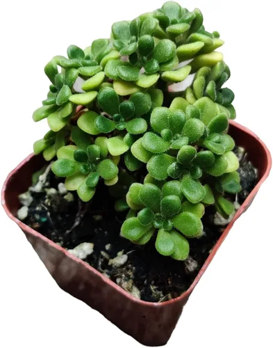 Vista 22 de Plantas de cactus suculentas vivas (2 pulgadas Opuntia Microdasy Golden Swirl Monstrose)