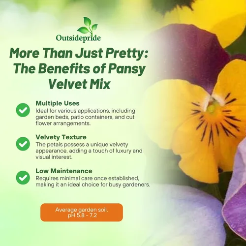 Vista 3 de Outsidepride Velvet Mix Viola - Semillas de pensamiento para plantar, 1000 unidades. Flores bienales, resistentes al frío y aptas para polinizadores