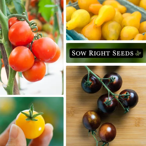 Vista 3 de Sow Right Seeds - Colección de semillas de tomate cherry para plantar - Tomates cherry negros, rojos grandes, blancos, naranjas, cherry bicolor