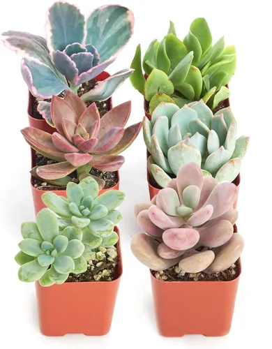 Vista 11 de 4 plantitas, de Shop Succulents, colección variada, tonos pastel, paquete de de 4
