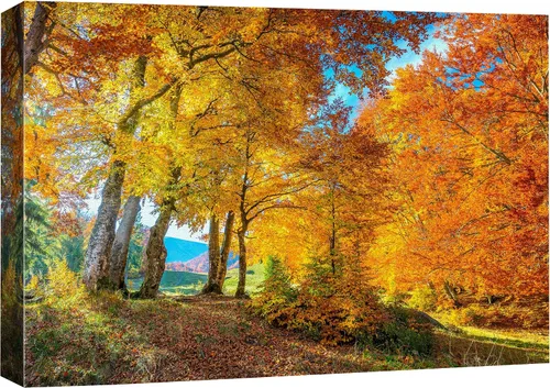 Vista 10 de SIGNFORD Lienzo impreso para pared, árboles de abedul dorados de otoño, bosque, decoración de guardería, paisaje decorativo, relajante, tranquilo
