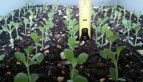 Vista 2 de 1 Plántula con Raíces de Planta de Sombrero Mexicano, Kalanchoe