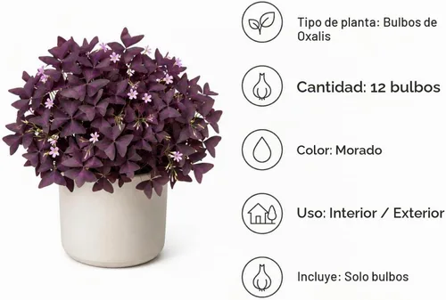 Vista 3 de 12 Purple Shamrock Bulbs for Planting, Oxalis Bulbs, Oxalis Triangularis