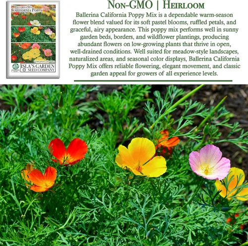 Vista 3 de Ballerina California Poppy Mix - Amapolas de California, más de 1000 semillas de flores por paquete, (Isla's Garden Seeds), Nombre científico