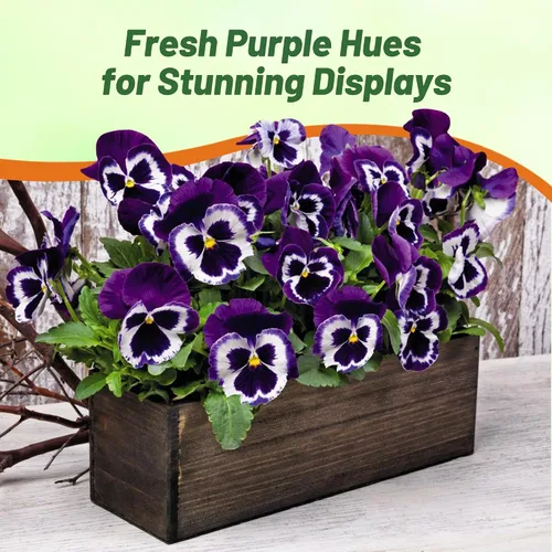 Vista 4 de Outsidepride Viva La Violet Viola - Semillas de pensamiento para plantar, 50 piezas. Flores bienales, resistentes al frío y aptas para polinizadores