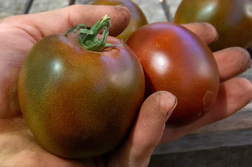 Vista 3 de Semillas Black Prince Tomate Indeterminado Variedad Rara Verdadero Tomate Siberiano Sin OGM Heirloom
