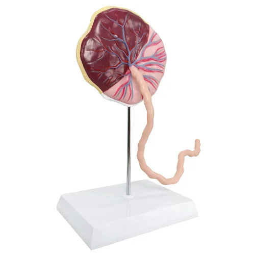 Vista 2 de Modelo anatómico del cordón umbilical de placenta, modelo de placenta del cordón umbilical de tamaño real con venas, estructura de tejido