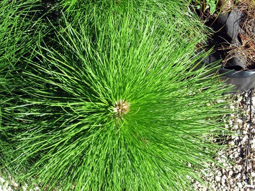Vista 6 de Slash Pine Tree Semillas Premium Pinus elliottii Plants' (Semillas premium, 10)