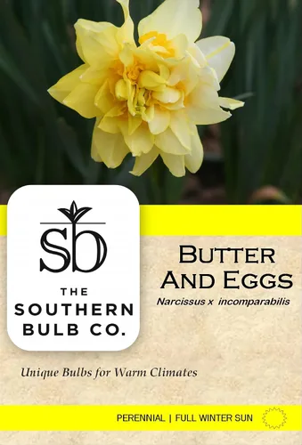Vista 5 de Mantequilla y huevos de narciso/10 bulbos de narciso frescos saludables que producen flores amarillas dobles tradicionales en marzo por The Southern
