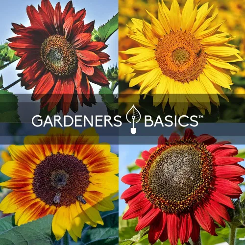 Vista 7 de Gardeners Basics Semillas de girasol para plantar flores, terciopelo Queen, rascacielos, reina limón, gigante, belleza otoñal, cereza de chocolate