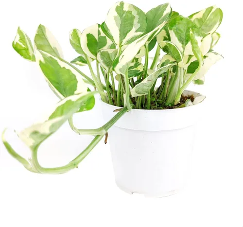 Vista 10 de Planta de goma burdeos (maceta de cultivo de 4 pulgadas) - Planta de interior saludable - Planta de interior de fácil cuidado