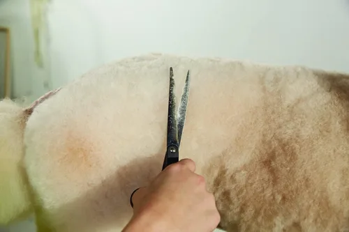 Vista 3 de Andis Cizalla recta prémium de 6.25 pulgadas, para zurdos profesional para perros y gatos