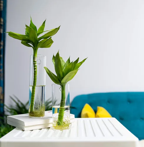 Vista 3 de Paquete de 2 macetas colgantes de pared, terrarios de vidrio, soportes cilíndricos para plantas de aire, plantas de aire, macetas para suculentas