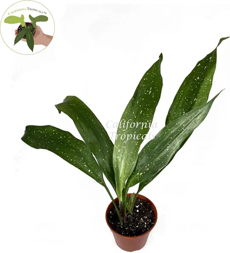 Vista 2 de Aspidistra Elatior 'Vía Láctea' - 4" de California Tropicals