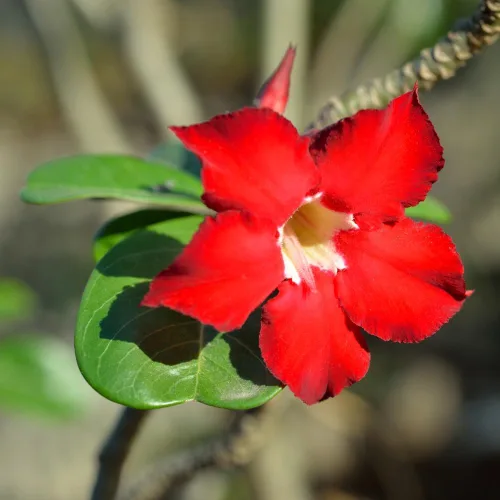 Vista 3 de Planta de rosa del desierto Adenium, rosa del desierto para principiantes para plantar en interiores y exteriores, 10-15 cm, plántula suculenta