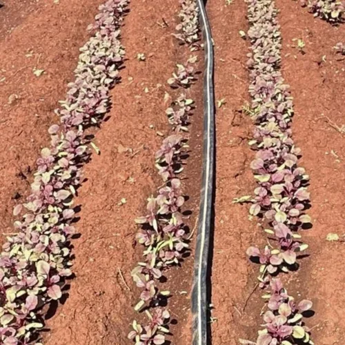 Vista 5 de Red Amaranth Lal Tuktuki Seeds - Bangladeshi Lal Shak Amaranthus Tricolor Vegetal de hoja roja de rápido crecimiento Microverdes y semillas