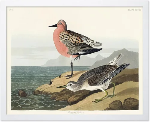 Vista 74 de Poster Master Póster vintage de James Audubon – Impresión retro de amargo americano – Arte de aves de América – Regalo para hombres, mujeres