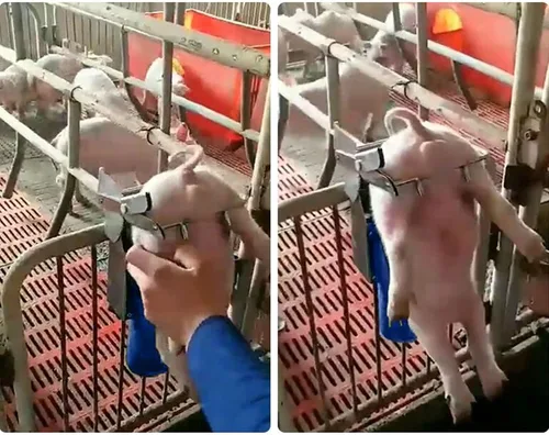 Vista 3 de CNCEST Herramientas de castración de cerdos, herramientas de acero inoxidable para castración, nuevo soporte para castración de lechones, marco