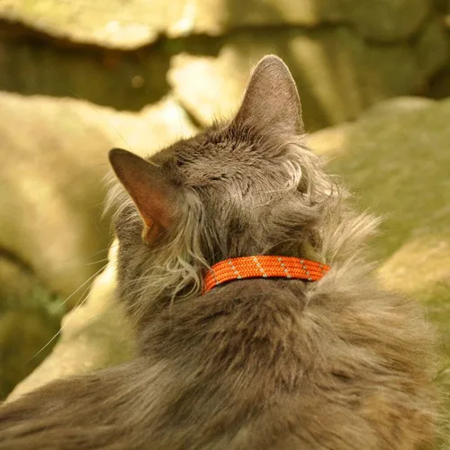 Vista 2 de Collar para mascotas ElastaCat., Adjustable, Negro