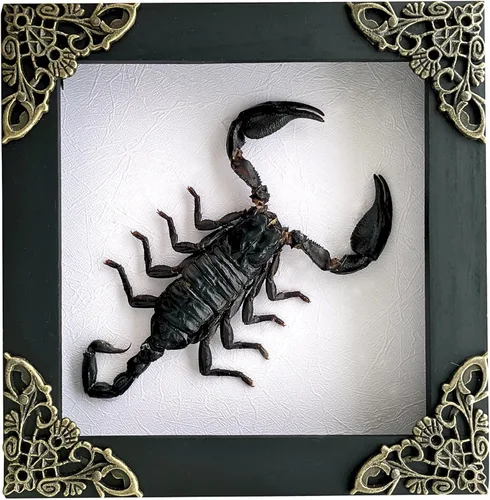 Vista 59 de 2 Real Dragonfly Specimens Shadow Box Framed Insect Display Oddities Curiosities Entomology Collection Natural History Wall Decor Gift for Nature