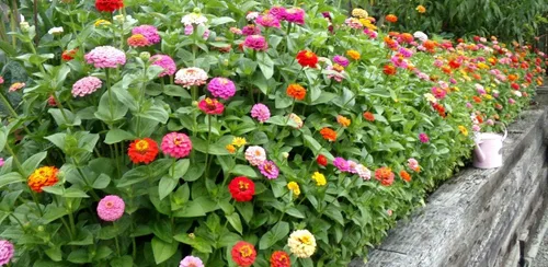 Vista 3 de Semillas Flores Hermoso Enano Zinnia Elegans Midget Lilliput Mix Anual - 100 Semillas