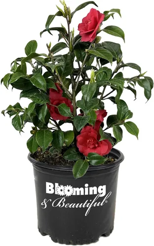 Vista 10 de Camelia, arbusto floreciente de hoja perenne viva, 3 galones